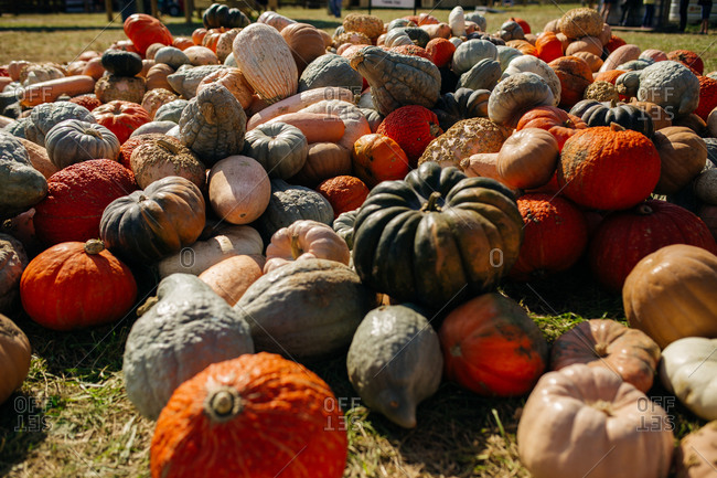 Pile of pumpkins and gourds in autumn