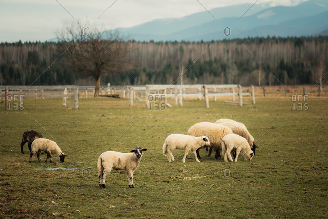 Sheep grazing on a farm