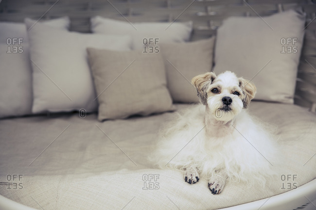 Fluffy white dog lying on a cushion in a wicker pod chair