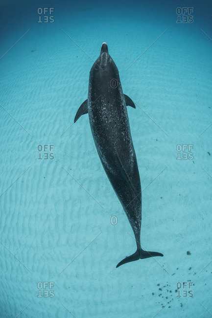 Overhead view of atlantic spotted dolphin, Bahama Banks, Bahamas, Caribbean