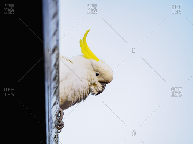 Sulphur-crested cockatoo (Cacatua galerita) perching on roof
