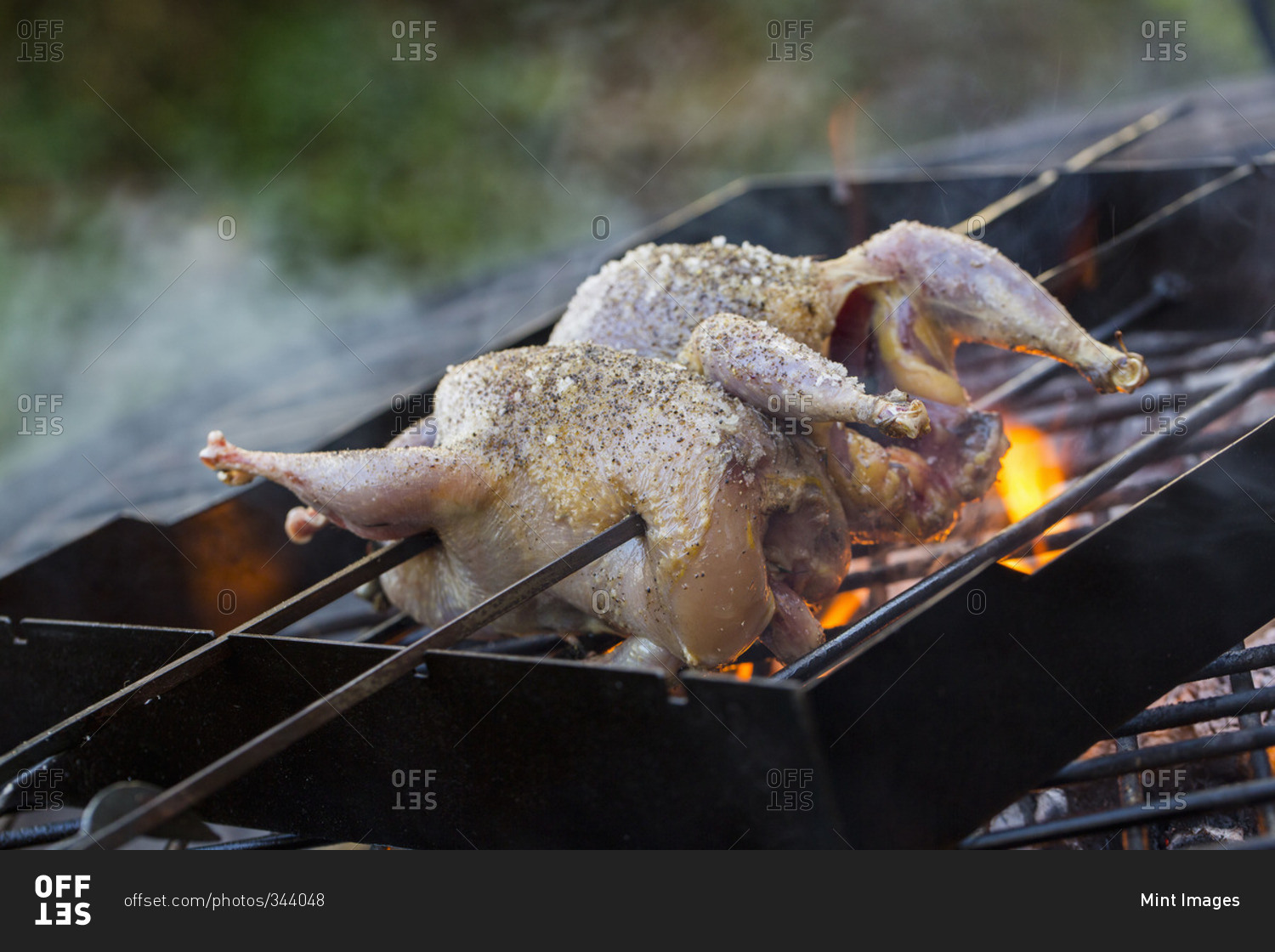 A spatchcocked game bird on skewers roasting on an open fire
