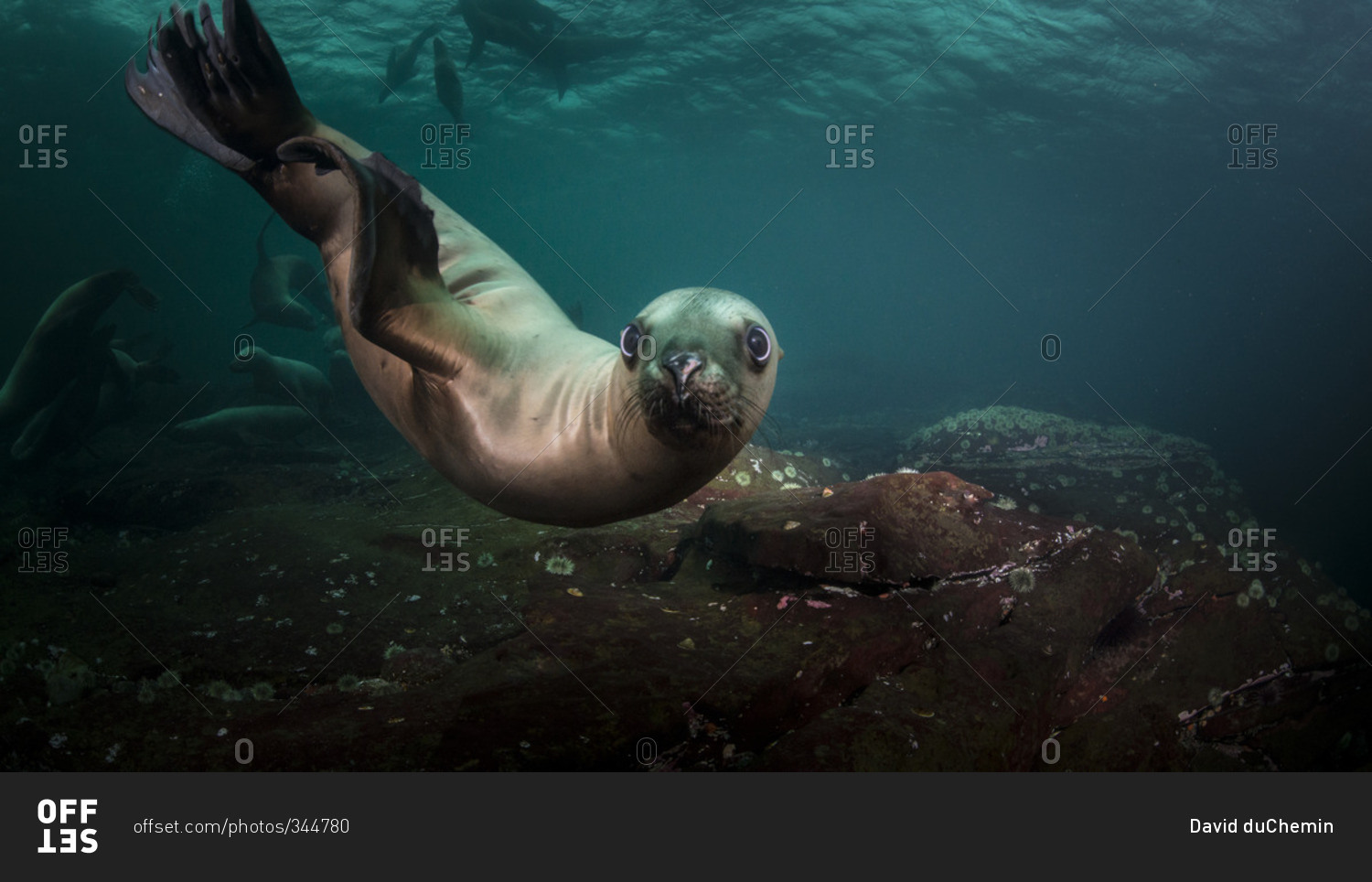 Sea lions swimming underwater stock photo - OFFSET