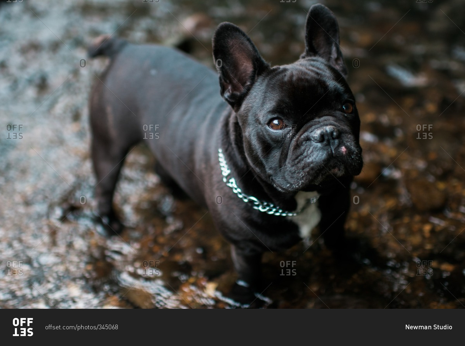 Portrait of a black French bulldog standing in water