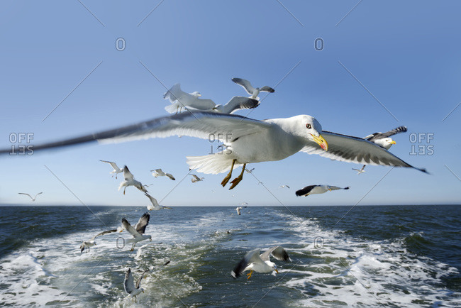 Flock of seagulls at Langeoog, island in the Nordic Sea, Germany