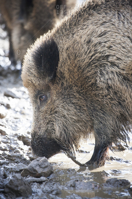 Wild boar in the mud
