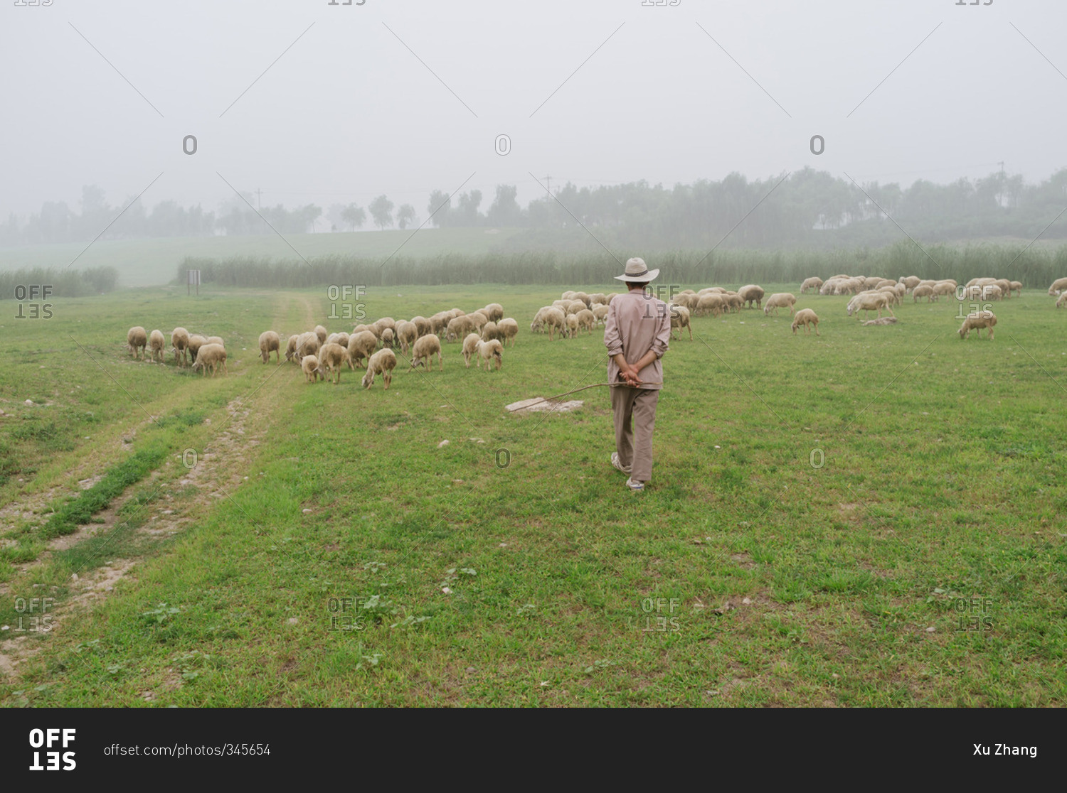 Herd of sheep on grassland with a farmer in a suburb of Beijing, China