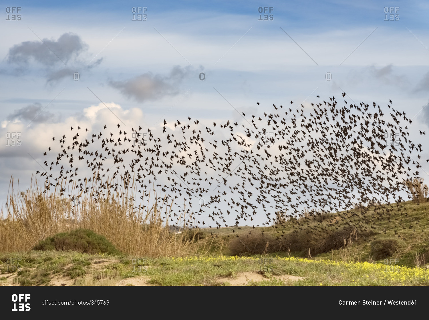 Sicily, flock of flying starlings