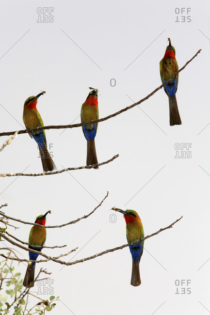 Red-throated bee-eaters, Merops bullocki - Offset