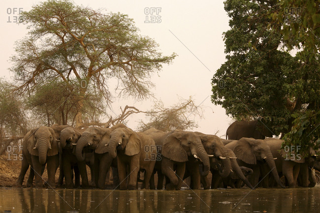 Chad, elefants at waterhole - Offset