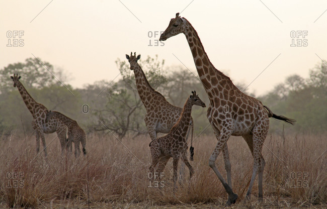 Chad, Giraffes with young animals in the evening