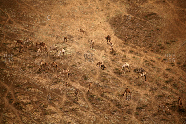Chad, Zakouma National Park, Aerial view of camels in savannah