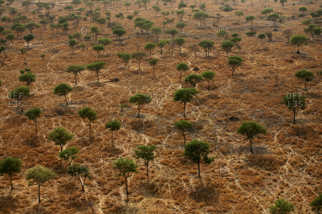 Chad, Zakouma National Park, Aerial view of a forest of acacias in the savannah