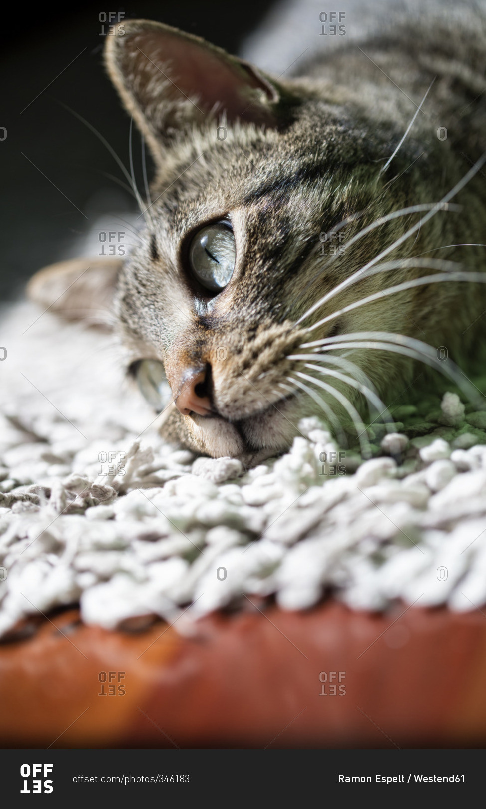 Portrait of tabby cat relaxing on a carpet at home - Stock Image ...