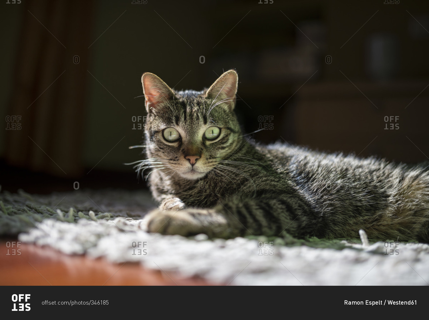 Portrait of starring cat lying on a carpet at home