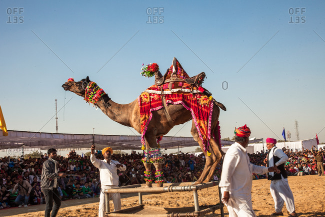 Rajasthan, India - January 10, 2016: Camel decorated for competition Bikiner Camel Fair, Rajasthan, India