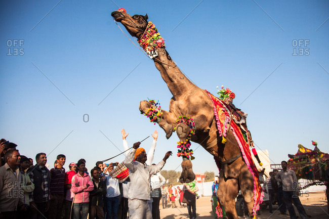 Rajasthan, India - January 10, 2016: Camel decorated for competition Bikiner Camel Fair, Rajasthan, India