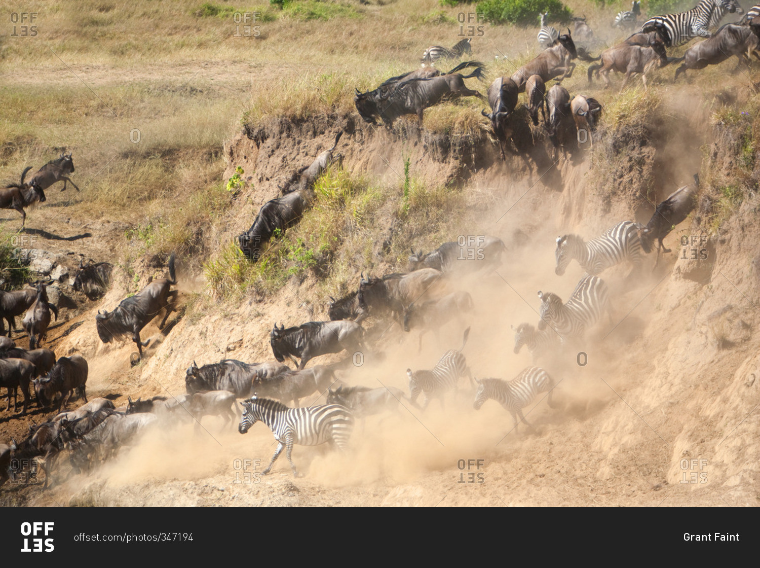 Animal migration through the Masai Mara, Kenya