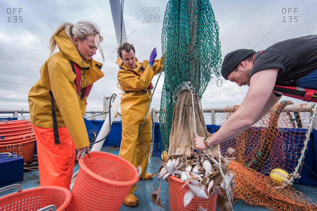 Research scientists and fishermen bring in catch of fish on research ship