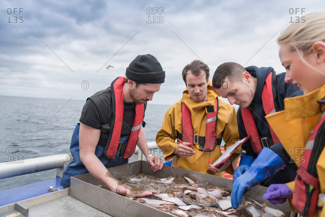 Research scientists measuring fish on research ship