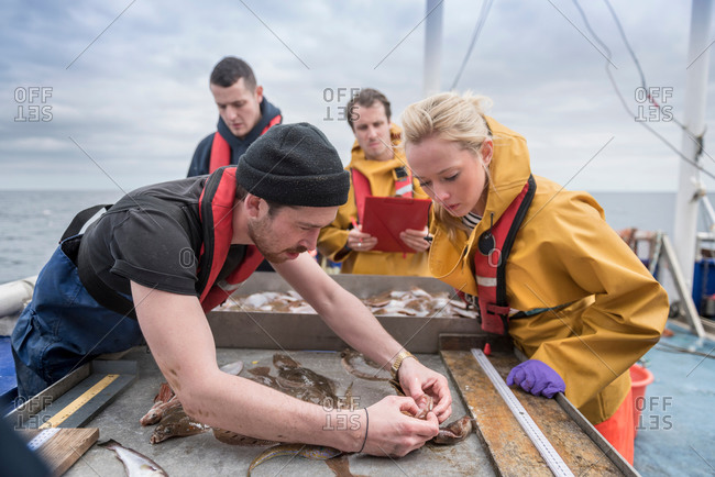 Research scientists inspecting fish on research ship
