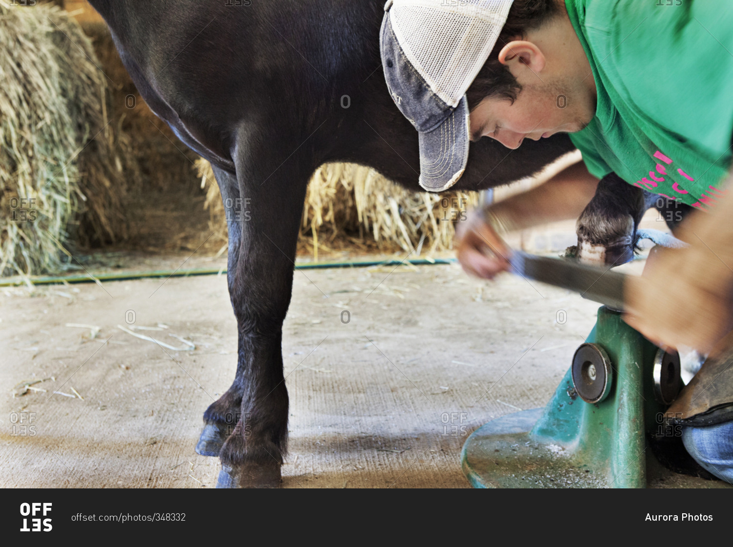 A farrier, young man, trims the hoof of a Miniature Horse with a hoof rasp while the horse's