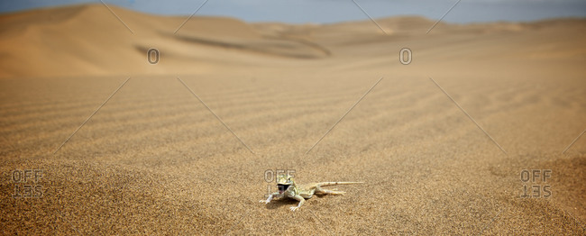 A shovel-snouted lizard in Swakopmund, Namibia