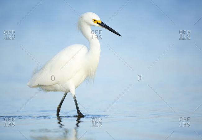 Snowy Egret from the Offset Collection
