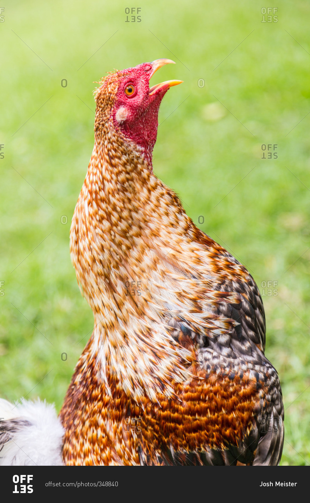 Crowing speckled rooster in Philippines