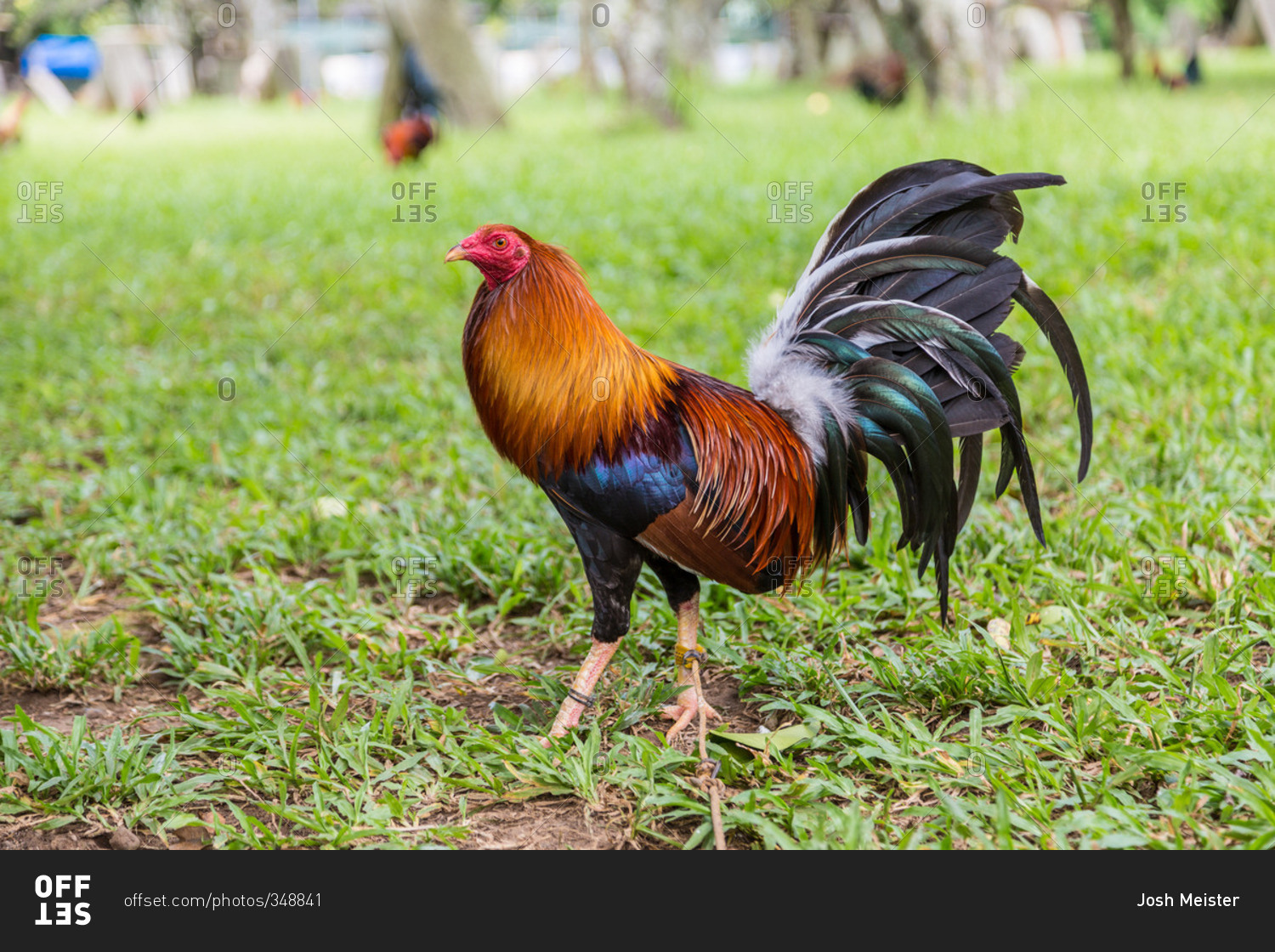 Rooster with long black tail feathers in Philippines