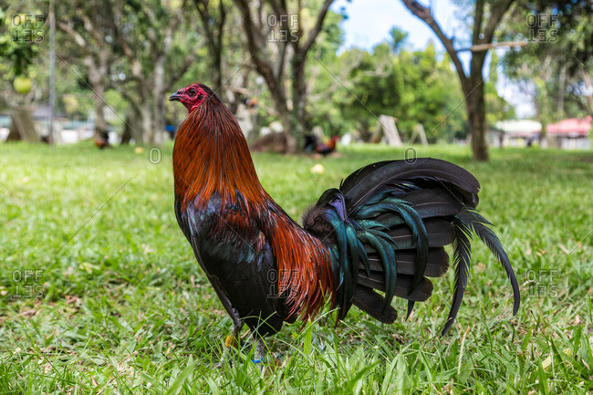 Rooster with iridescent tail feathers in grass