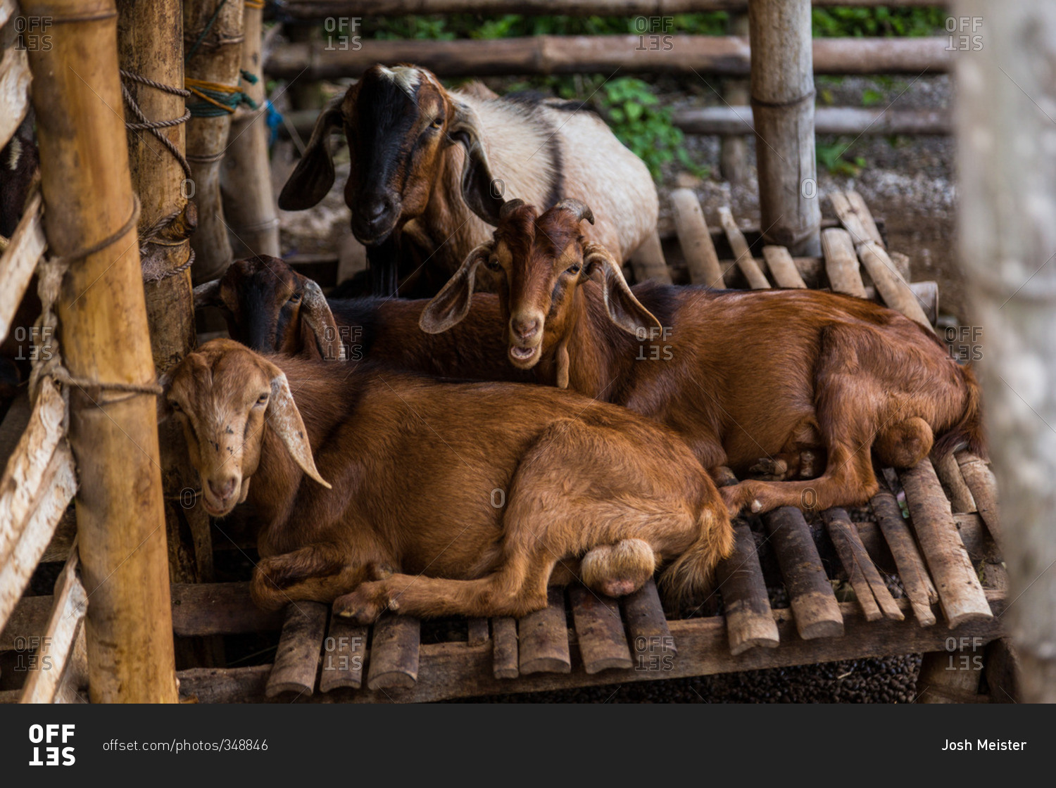 Goats lying on bamboo platform in Philippines stock photo OFFSET
