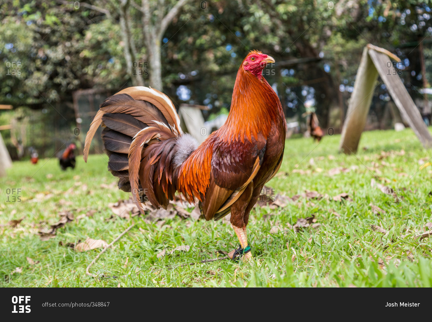 Fighting rooster in grass in Davao, Philippines stock photo - OFFSET