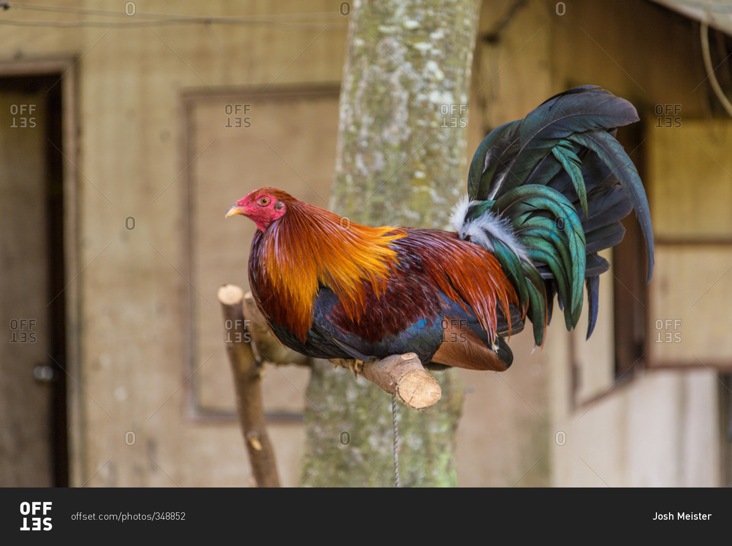Rooster sitting on a perch in the Philippines