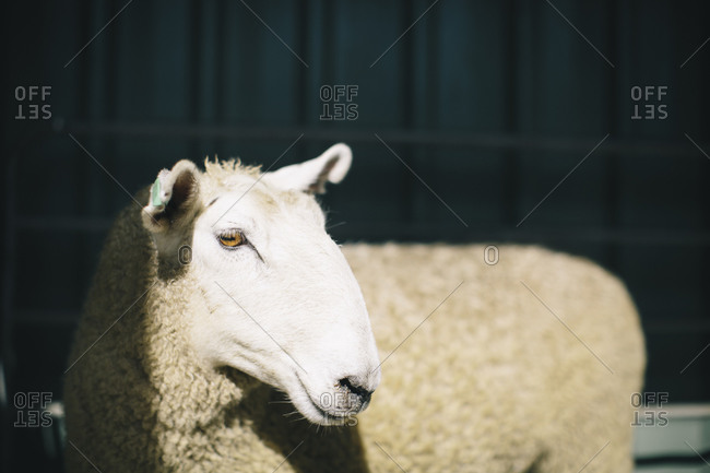 Close-up of a white wooly sheep