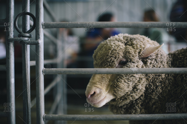 Wooly sheep in an indoor metal pen