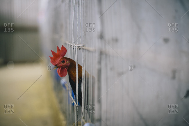 Chicken poking its head from a cage