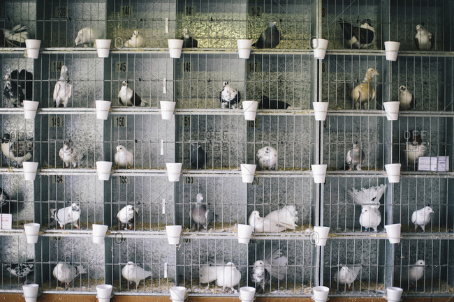Pigeons in metal cages at a livestock show