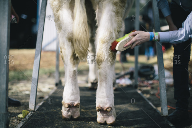 cow standing on hind legs