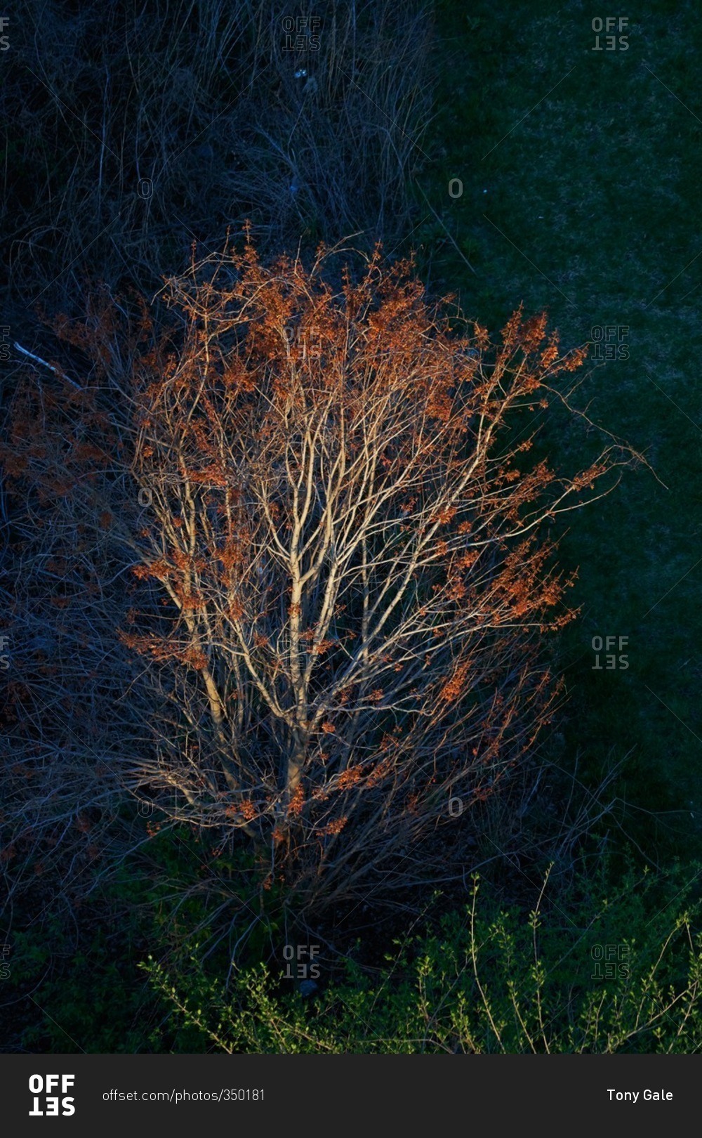 Tree with orange leaves