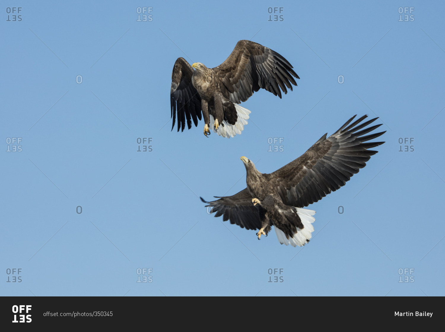 A pair of white-tailed eagles in flight