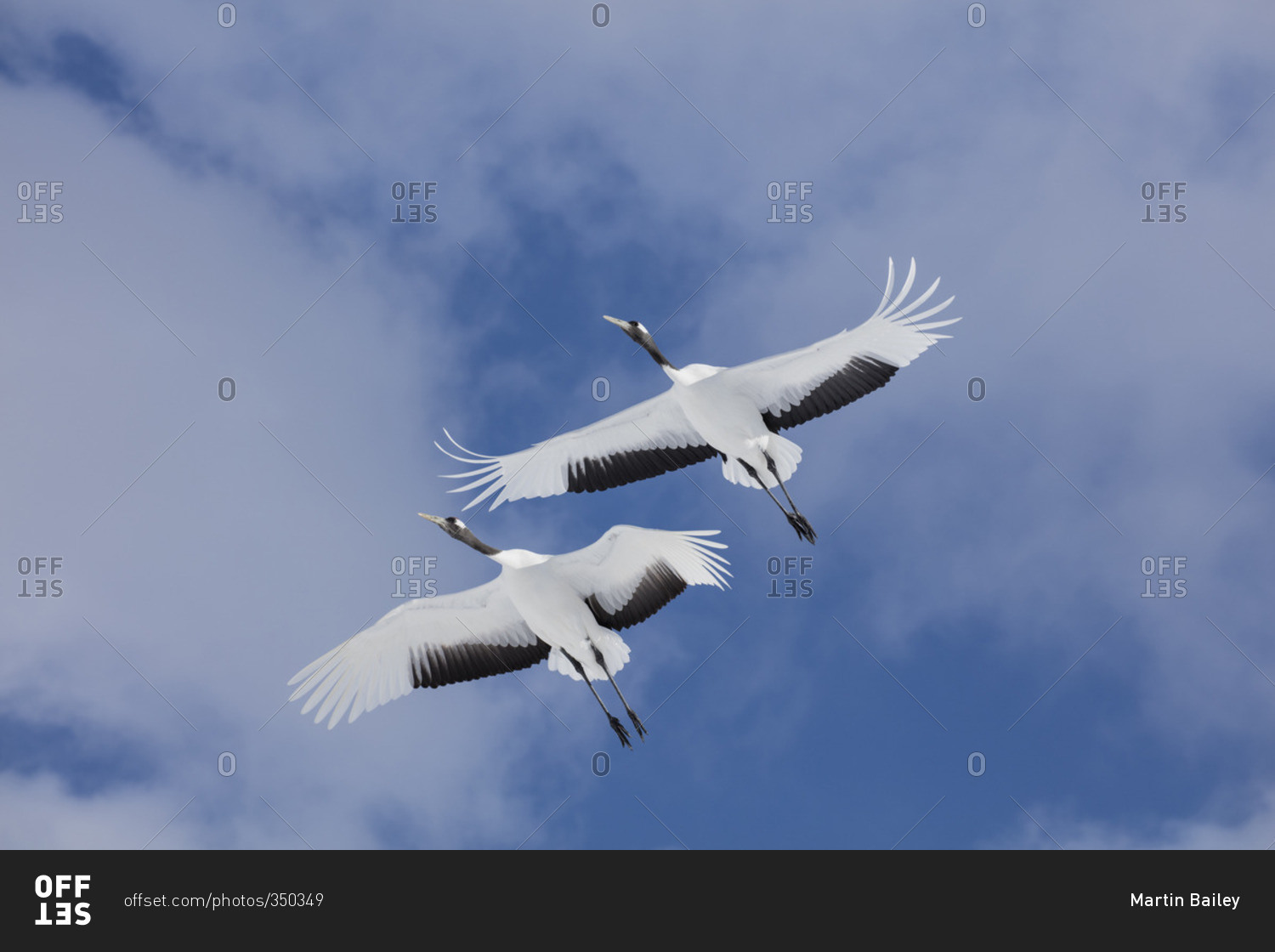 Белые журавли улетающие в небо