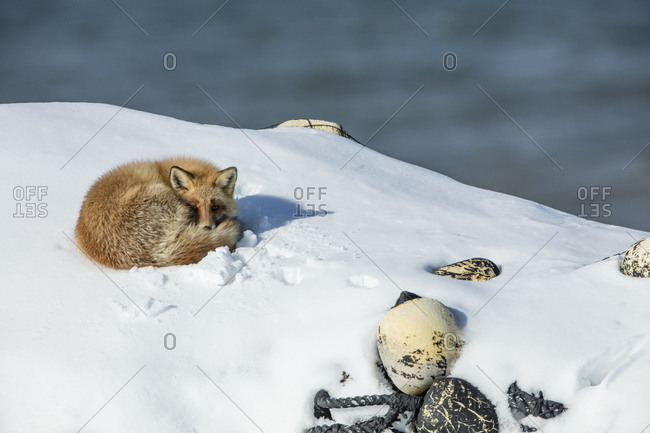 Kitakitsune Stock Photos Offset