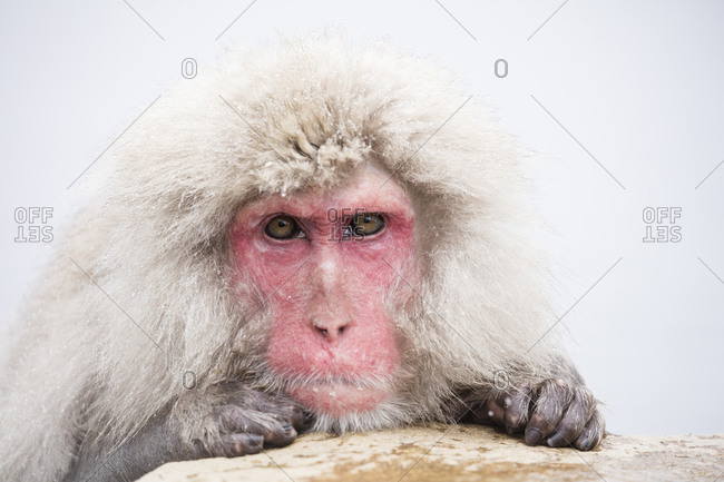 Snow monkey in Nagano, Japan