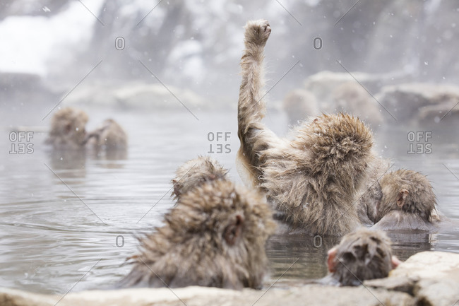 Snow monkey troop in Nagano, Japan