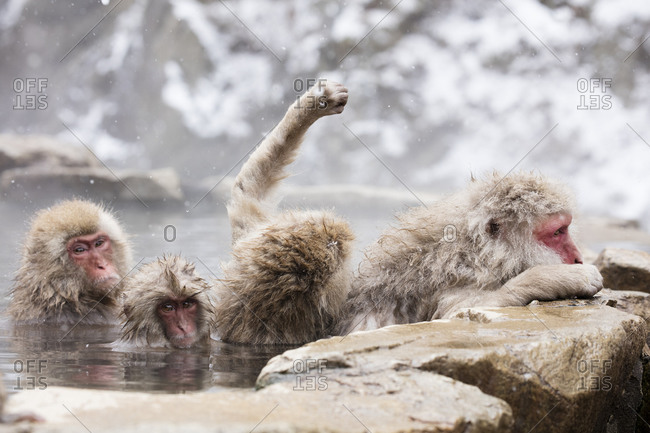 Snow monkey troop in Nagano, Japan
