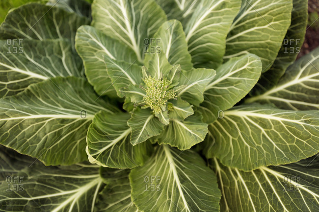 Fresh leafy greens in garden