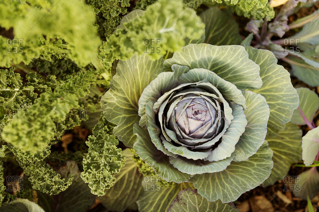Fresh leafy vegetables in garden