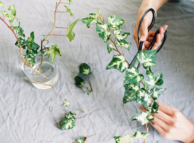 Top view of English ivy cuttings stock photo - OFFSET