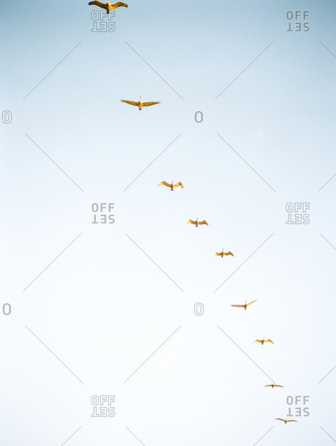 Birds flying in a line